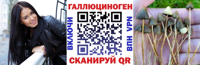 наркота  Тайга  Галлюциногенные грибы Cubensis 